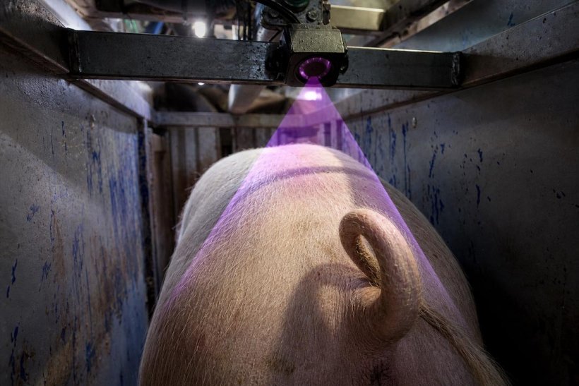 PigTail by WEDA: The camera-based image processing system for sorting chutes wins the DLG Innovation Award EuroTier 2026 (Silver) — Illustration 3
