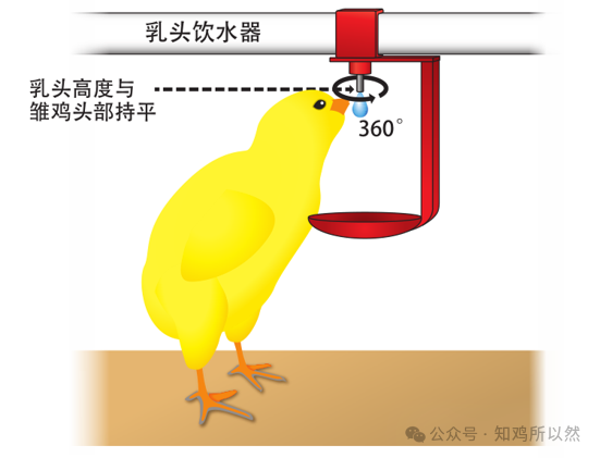 育雏期水线的管理 — 插图 1