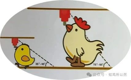 育雏期水线的管理 — 插图 3