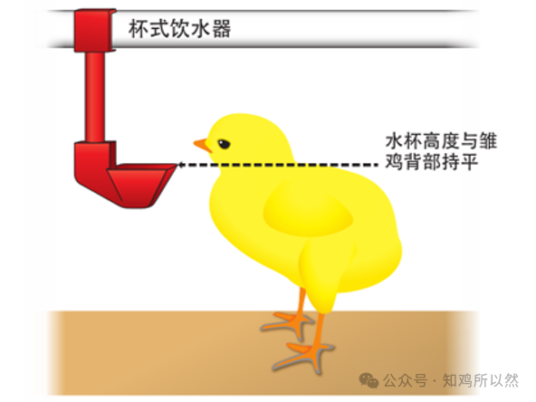 育雏期水线的管理 — 插图 2