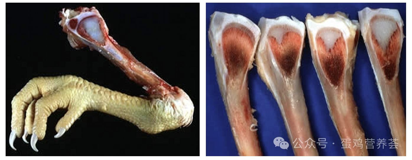 Poultry Nutritional Deficiencies: Calcium-Phosphorus Imbalance — Illustration 1