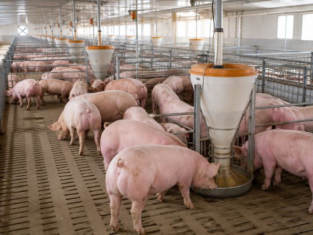 Brazil: Santa Catarina breaks pork export record in 2026 — Illustration 1