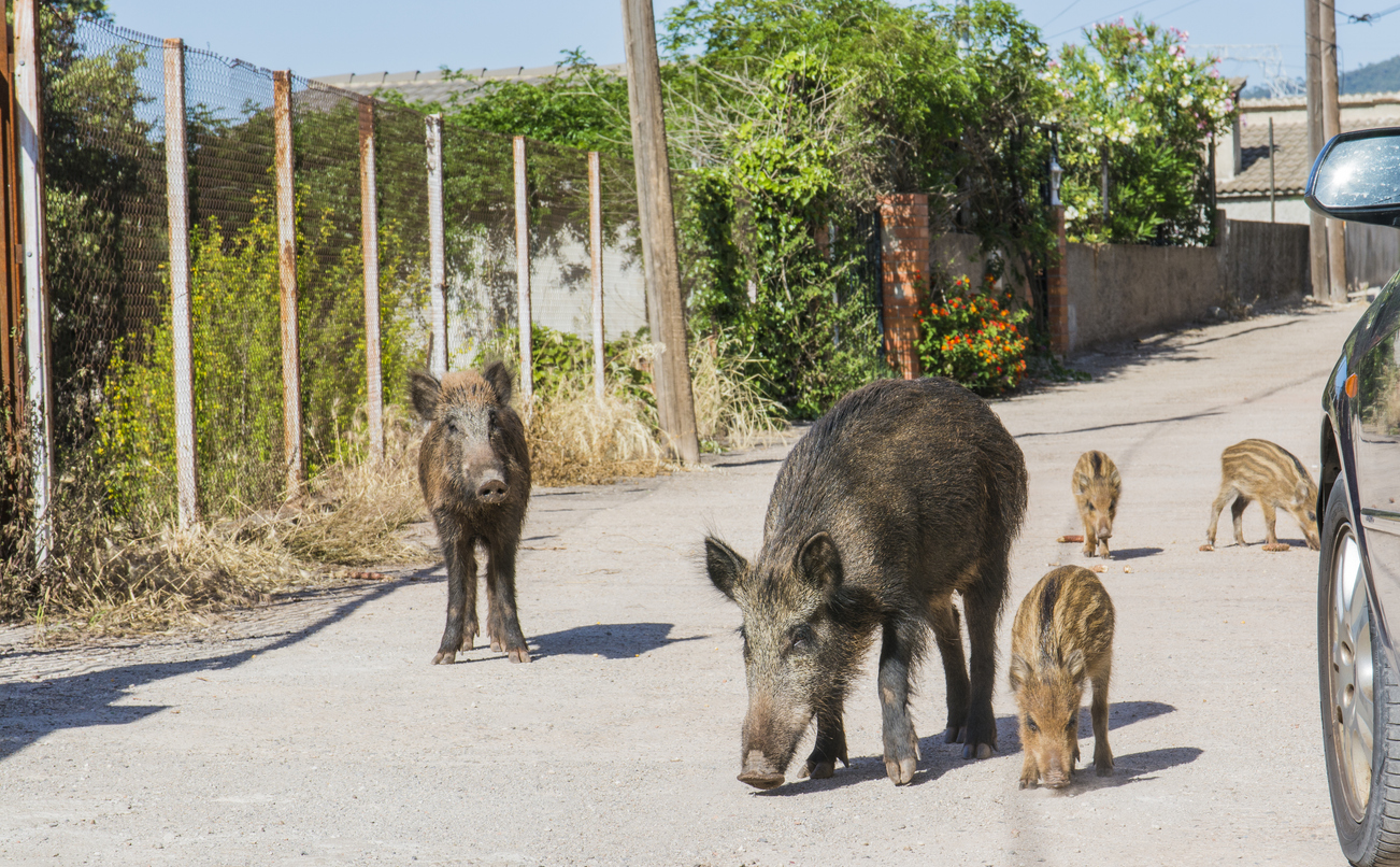 The UAB and Catalan Bar Association promote ethical methods for controlling the wild boar population — Illustration 1