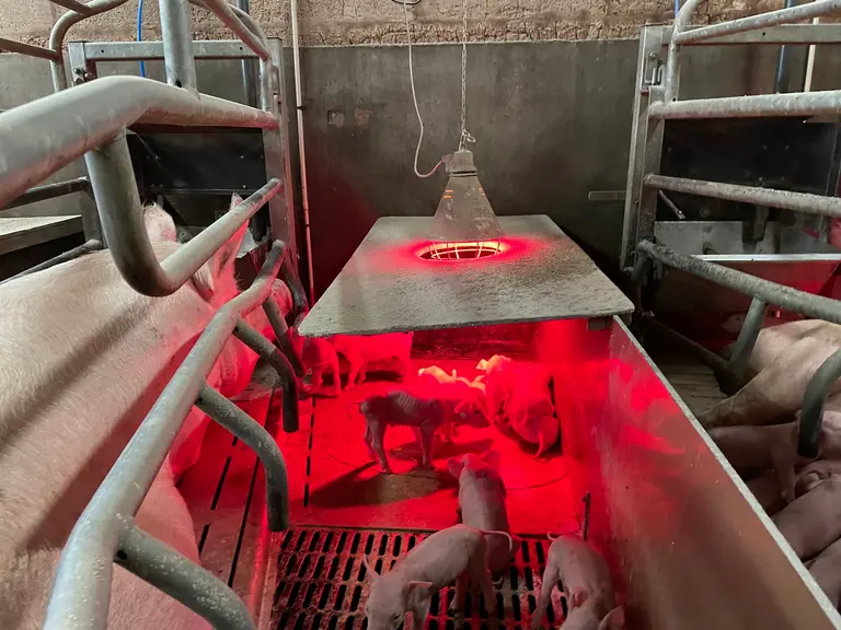 Thermal comfort plays a key role in piglet survival — Illustration 1