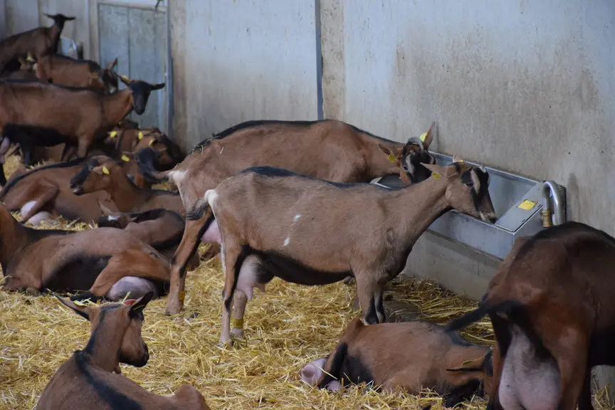 Following the drought, Fnec calls for an increase in the price of goat’s milk — Illustration 1
