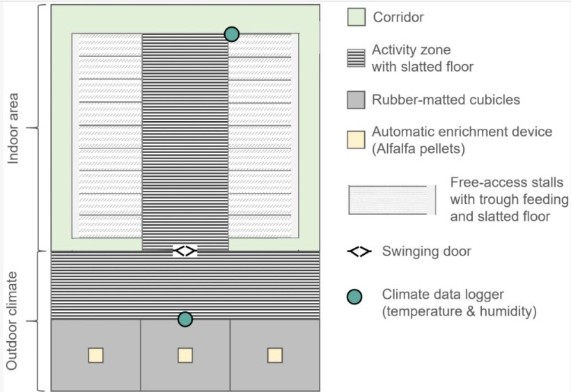 Schema di disposizione di un box di gruppo (18 scrofe) dell'area di accoppiamento osservata nell'allevamento A, che illustra la disposizione spaziale e le zone funzionali. doi: 10.3389/fanim.2026.1892896