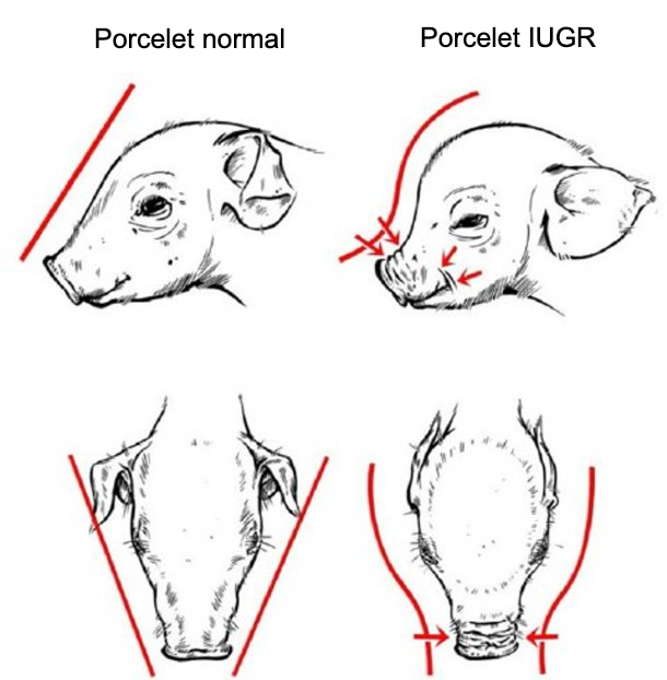 Figure 2. Cr&acirc;ne en forme de dauphin, caract&eacute;ristique des porcelets atteints d'IUGR (Hales et al., 2014).
