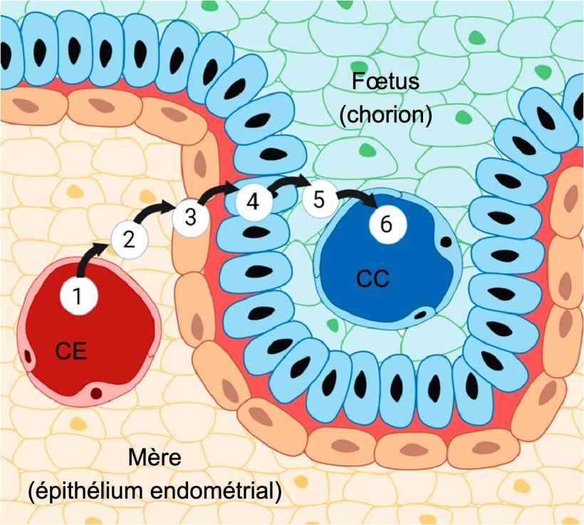 Figure 3. Placenta porcin et ses six couches : (1) capillaires endom&eacute;triaux, (2) interstice endom&eacute;trial, (3) &eacute;pith&eacute;lium endom&eacute;trial, (4) &eacute;pith&eacute;lium trophoblastique, (5) interstice chorionique et (6) capillaires chorioniques. Source : Almeida &amp; Alv