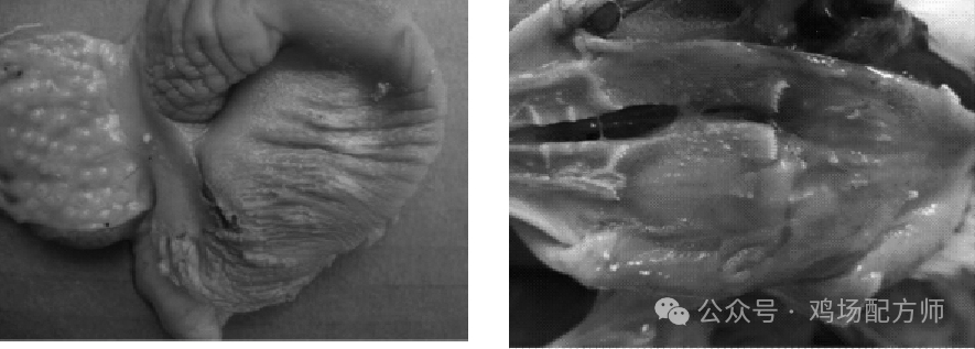 文章插图 — 插图 2