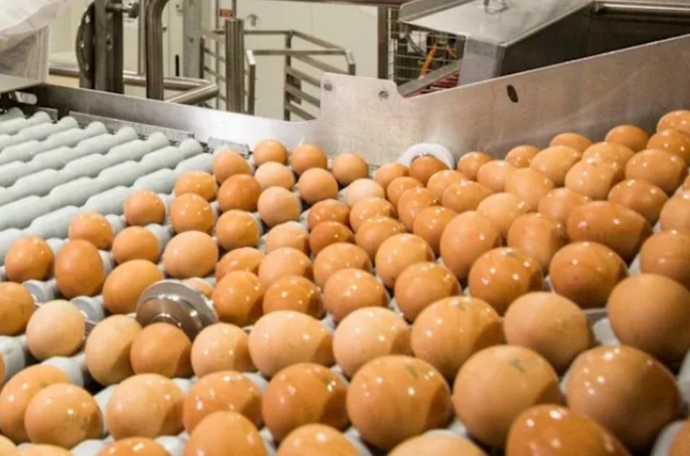 Australia’s Largest Egg Supplier Taken to Court! Allegedly Colluded with Rivals to Manipulate Market Supply — Illustration 2