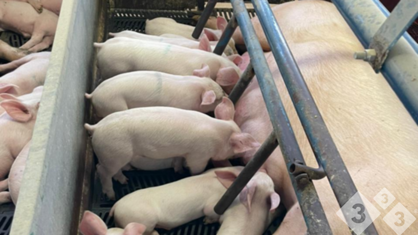 A profitable farrowing unit: infrastructure, welfare, and management — Illustration 4