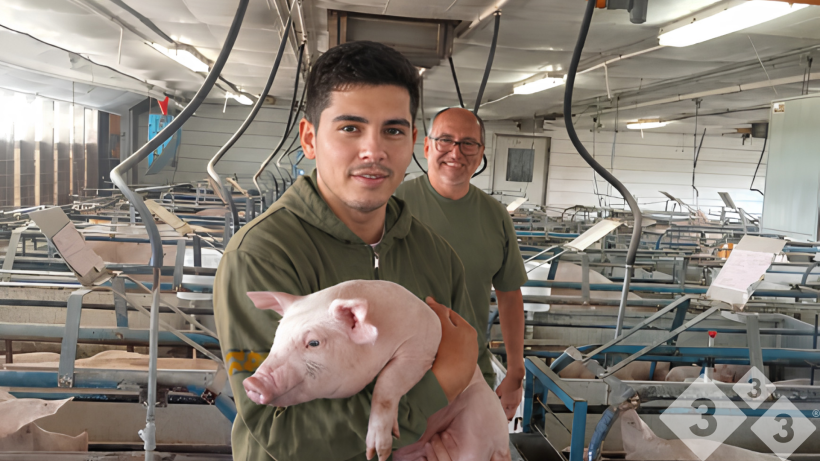 A profitable farrowing unit: infrastructure, welfare, and management — Illustration 1