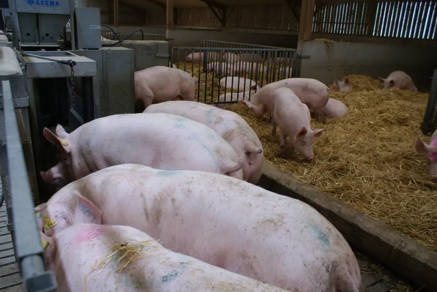 How innovation is transforming Breton pig farming — Illustration 1