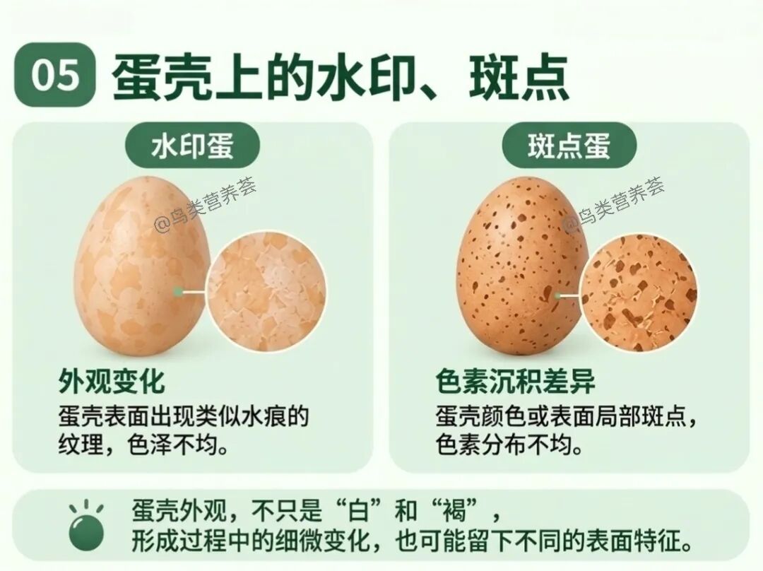 鸡蛋壳为什么会出现各种问题？ — 插图 5