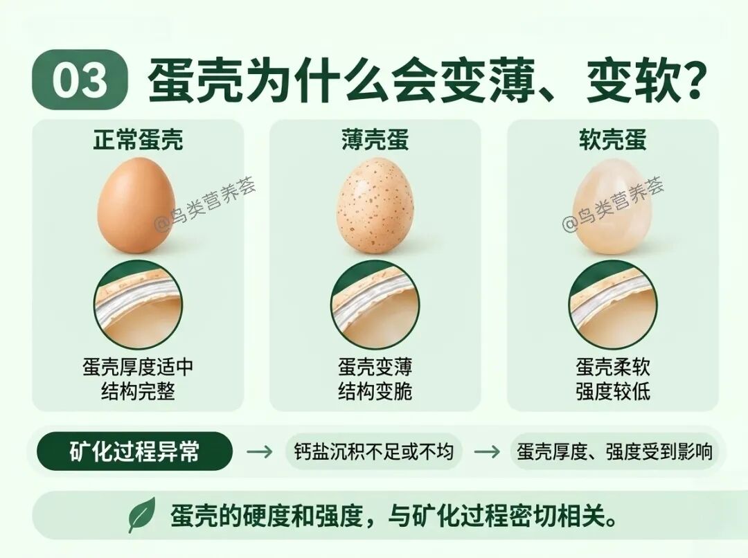 鸡蛋壳为什么会出现各种问题？ — 插图 3