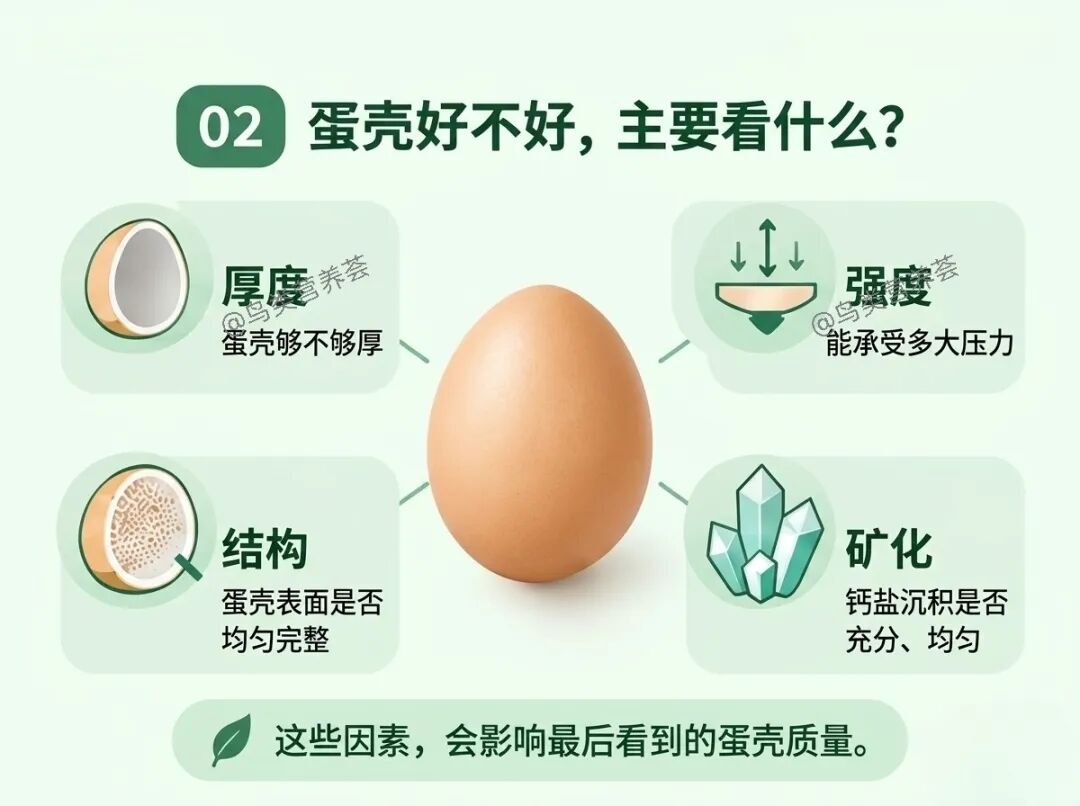 鸡蛋壳为什么会出现各种问题？ — 插图 2