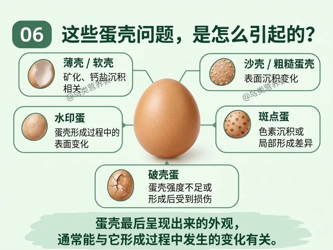 鸡蛋壳为什么会出现各种问题？ — 插图 6