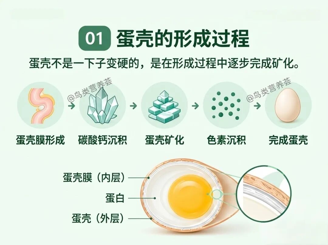 鸡蛋壳为什么会出现各种问题？ — 插图 1