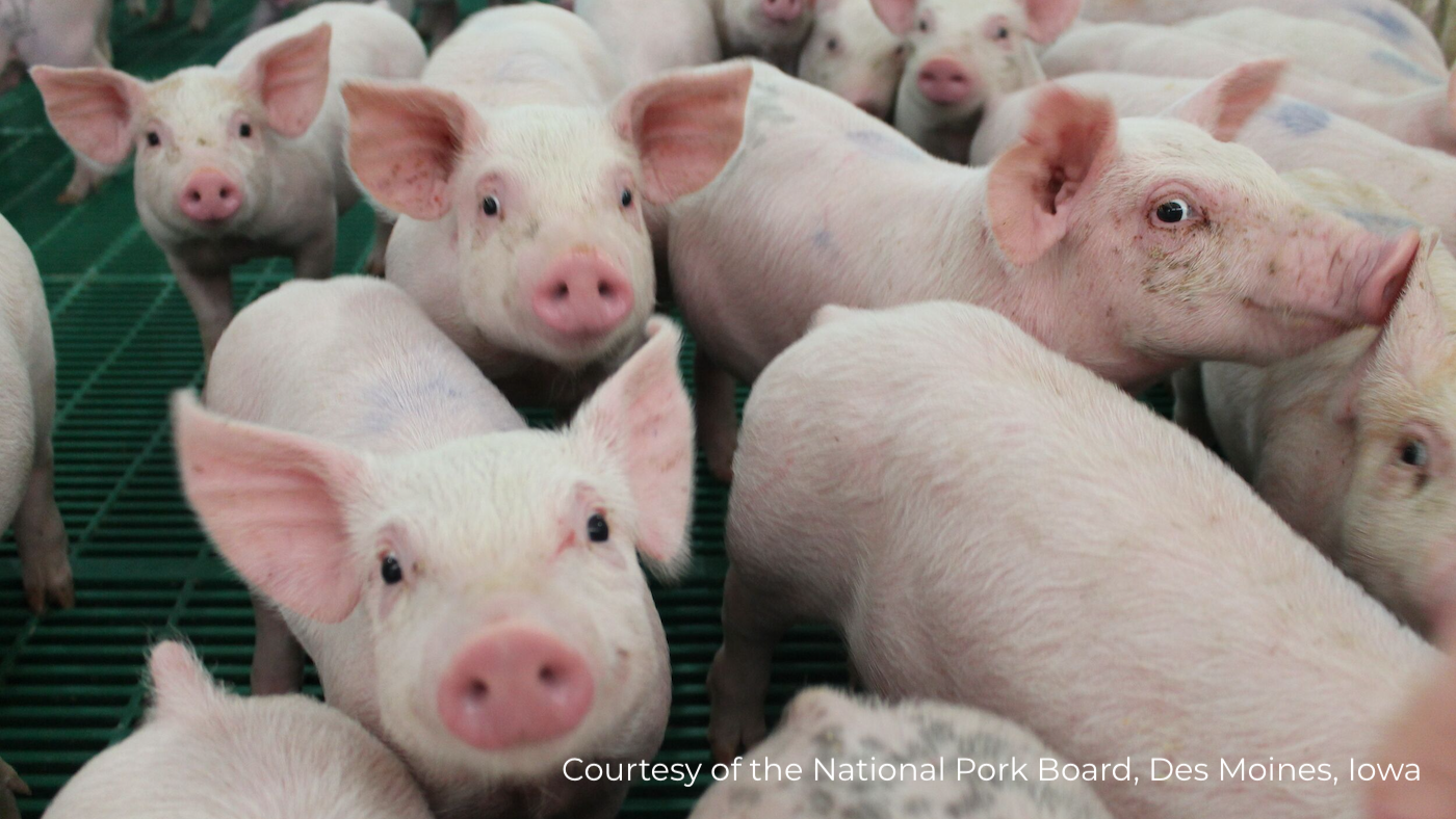 Danish Agriculture & Food Council challenges legal basis for temporary pig farm expansion halt — Illustration 1