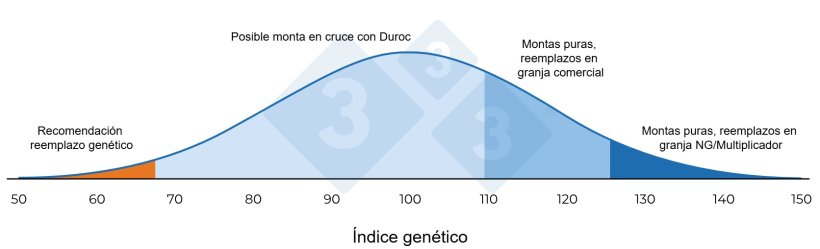 Figura 1. Esquema del manejo genético en inseminación de la granja NG/Multiplicador.