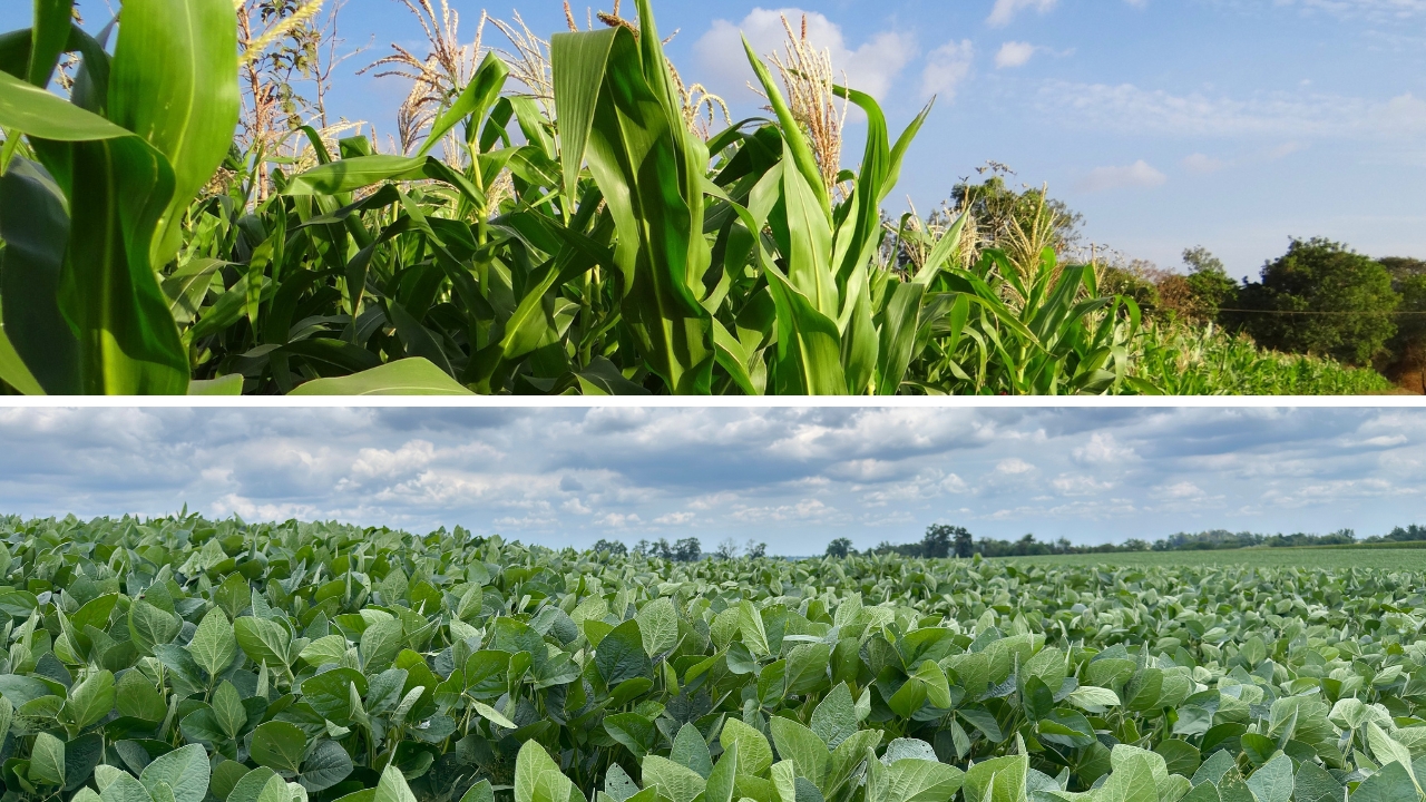 大豆种植面积增加 2%,并制定策略以应对厄尔尼诺带来的过量降水;小麦长势改善,但仍密切关注赤霉病 — 插图 1