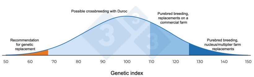 Figure 1. Diagram of genetic management in insemination at the nucleus/multiplier farm.

