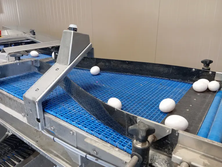 Eggs: packaging demand pulls, wholesalers hold back, industry cautious — Illustration 1