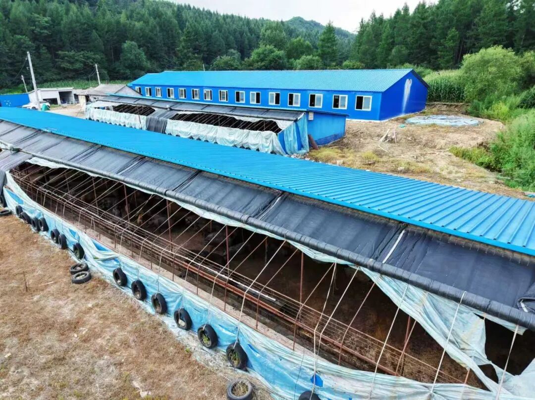 From the “Golden Corn Belt” to the “Premium Meat Market”—Two Practices in Jilin Black Pig Industry Linking Farmers to the Industry — Illustration 2