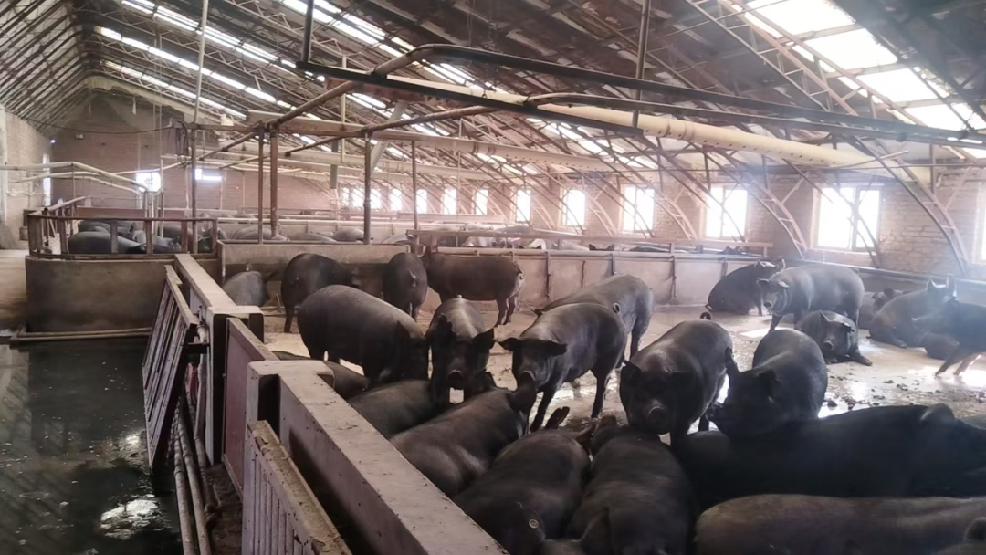 From the “Golden Corn Belt” to the “Premium Meat Market”—Two Practices in Jilin Black Pig Industry Linking Farmers to the Industry — Illustration 1
