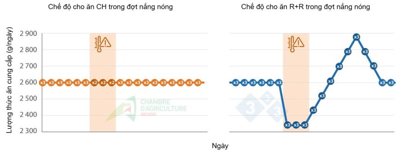V&iacute; dụ về chế độ cho ăn trong đợt nắng n&oacute;ng. Nguồn: CAB.
