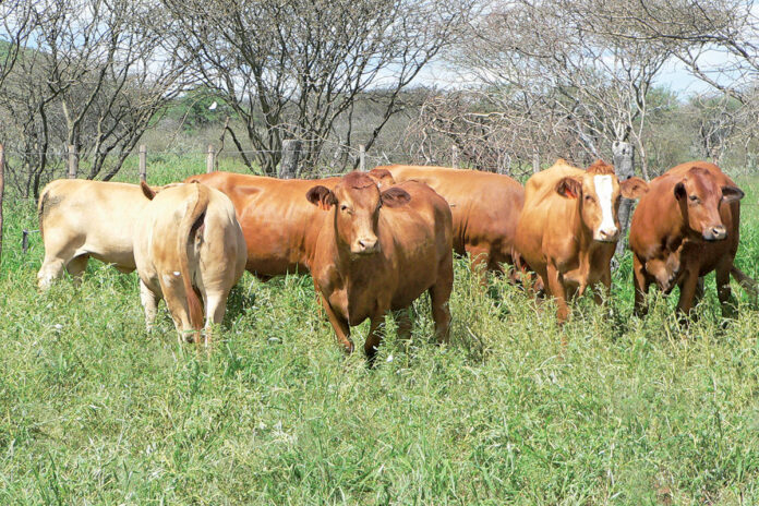 Namibia steps up FMD controls as cases rise to 127