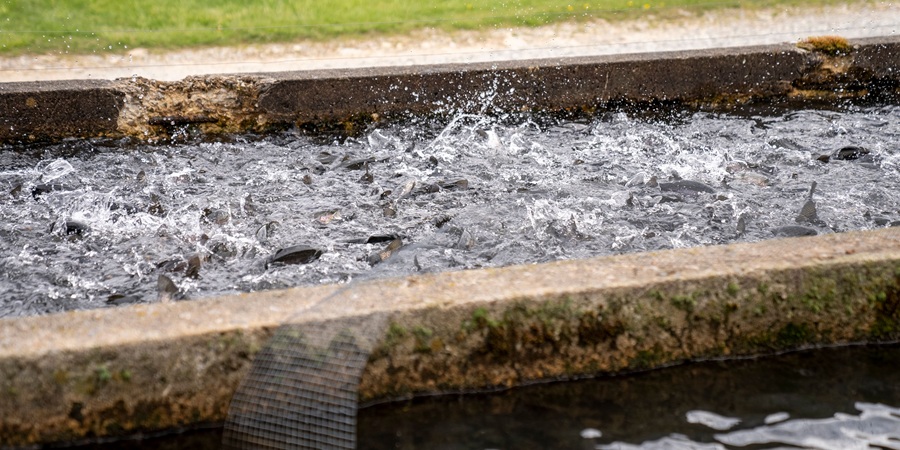 Indonesia to roll out 40,000 mini-RAS units with Australia to boost aquaculture