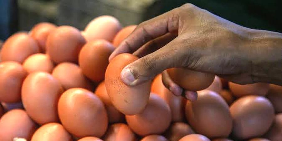 Layer farms close in Indonesia's Pekalongan, Central Java, as egg prices stay below feed costs