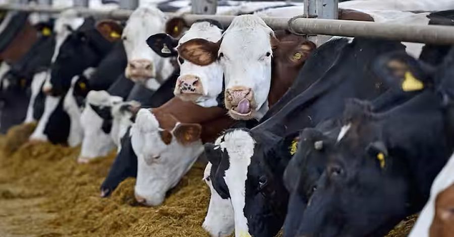 IPB University trials fermented complete feed with dairy farmers in Indonesia's Kuningan, West Java