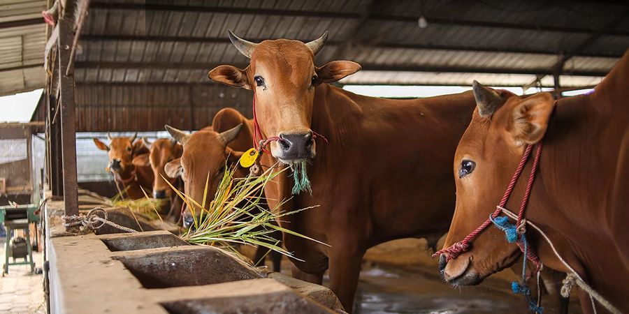 Malaysia relied on imports for 82.6% of beef in 2025 as veterinary department issues dairy, goat and feedlot guides