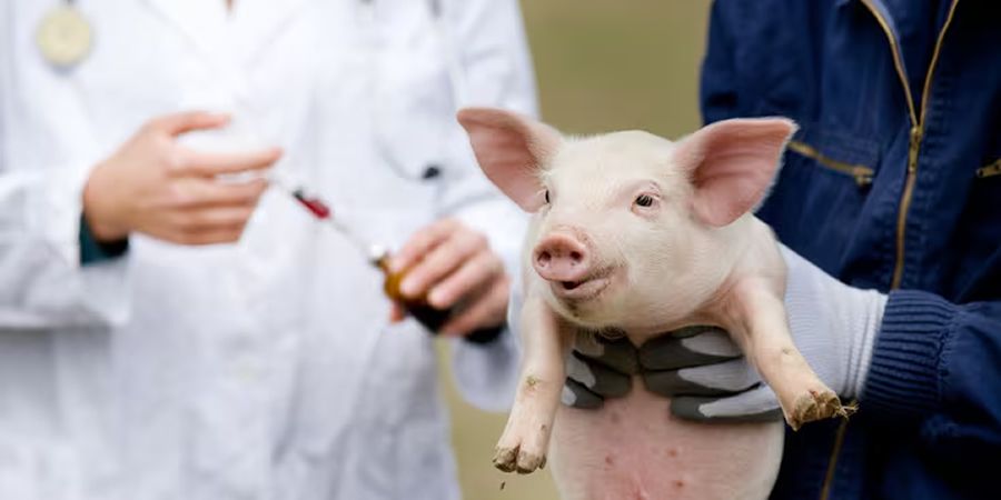 Vietnam's Nghe An province tightens controls as African swine fever persists