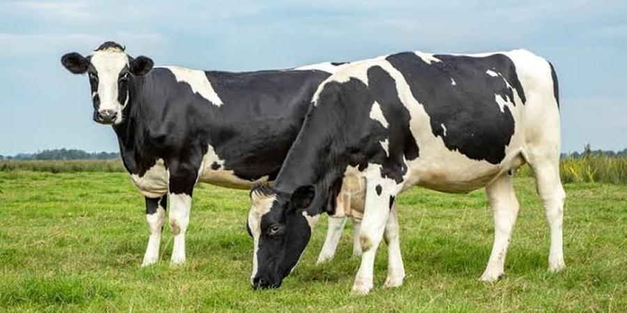 Evonik launches Lypron® to complete its amino acid balancing concept for ruminants