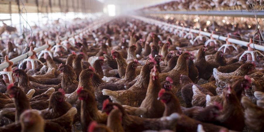 Indonesia's independent broiler farmers warn of closures as farm-gate prices fall to Rp20,000/kg