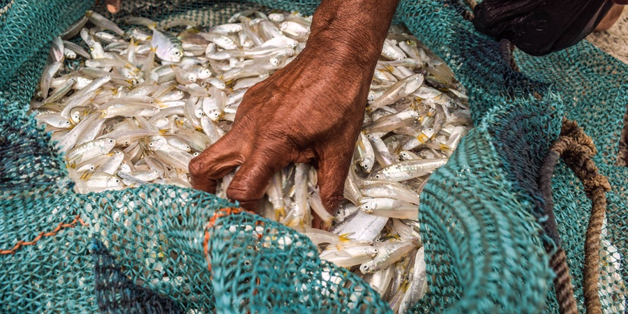 IFFO flags decade-low fishmeal supply for 2026 despite August output rebound