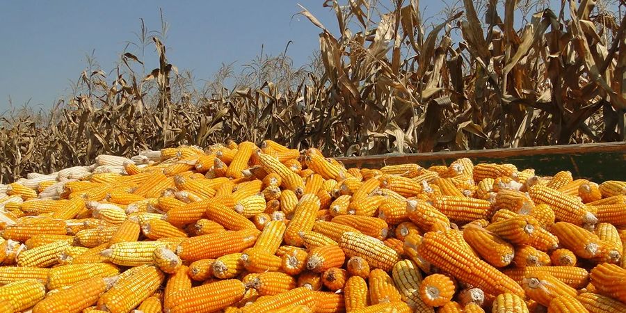 Thailand's feed corn price rises 4% in a week as soybean meal firms and fishmeal prices hold steady