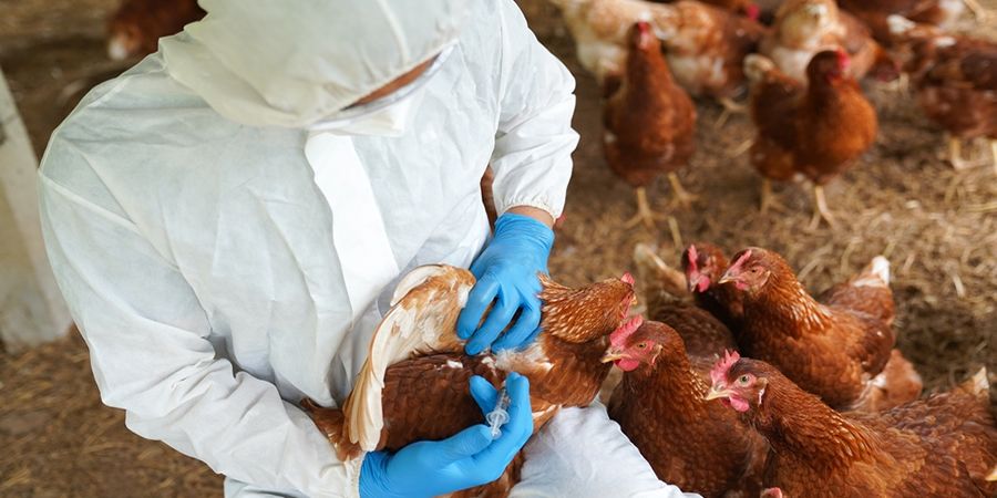Bird flu outbreak in Indonesia's Sinjai spreads to 23 villages as poultry deaths near 5,000