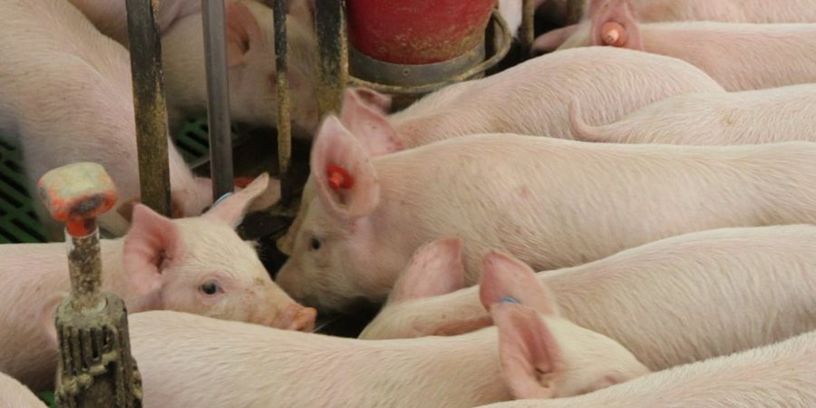 Vietnam's pig herd rises 5.4% and pork output 4.4% in nine months despite repeated feed price increases