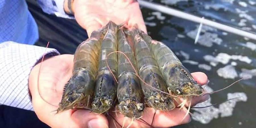 Oman starts shrimp feed manufacturing project to cut reliance on imported aquafeed