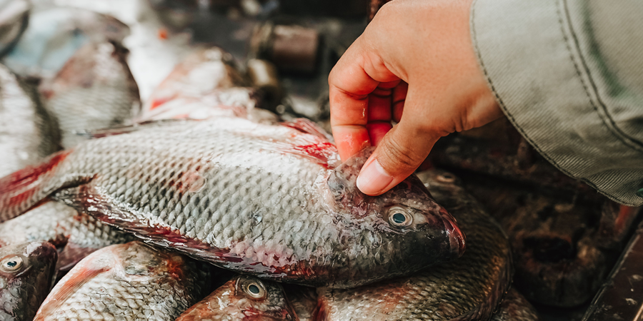 Indonesia promotes low-carbon tilapia farming to regain export share lost to Vietnam