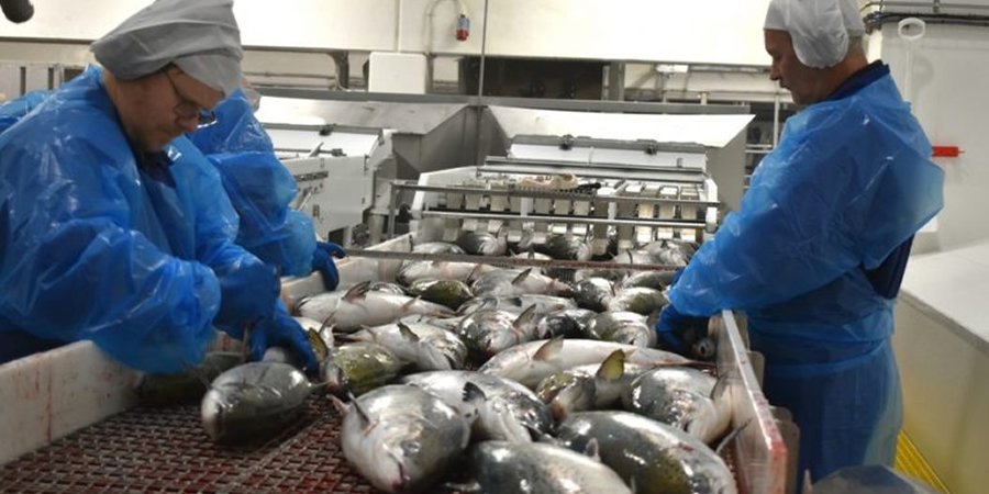 Vietnam's seafood exporters eye Switzerland and Norway growth under new EFTA trade deal