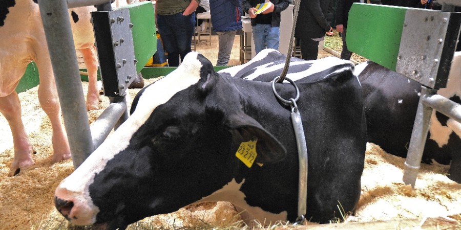 EuroTier 2026 to spotlight AI, robotics and sensors as livestock producers seek productivity gains