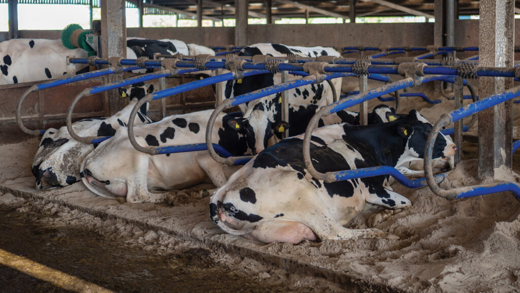 Cows in cubicles