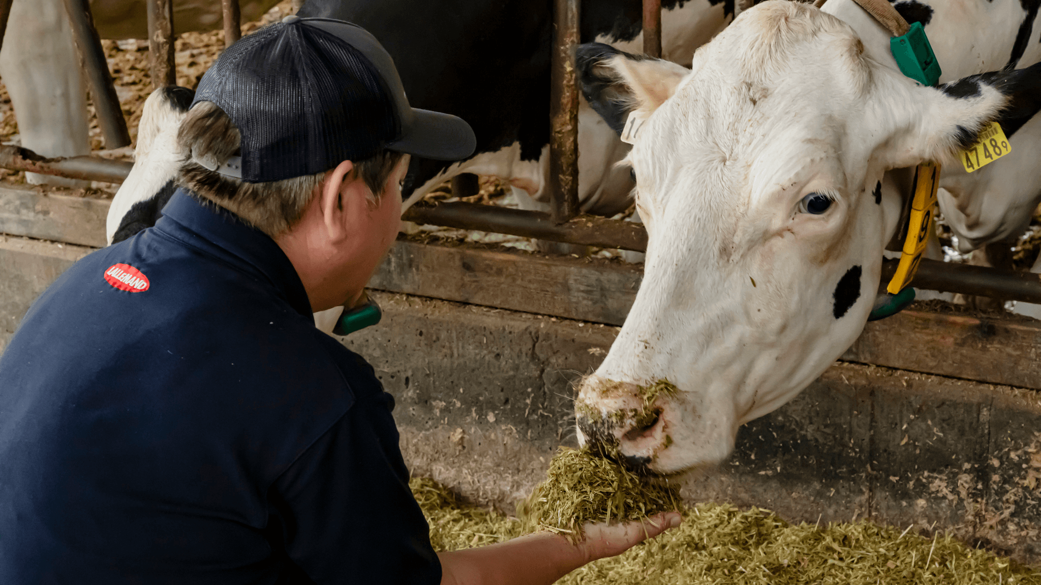 Ruminant heat stress
