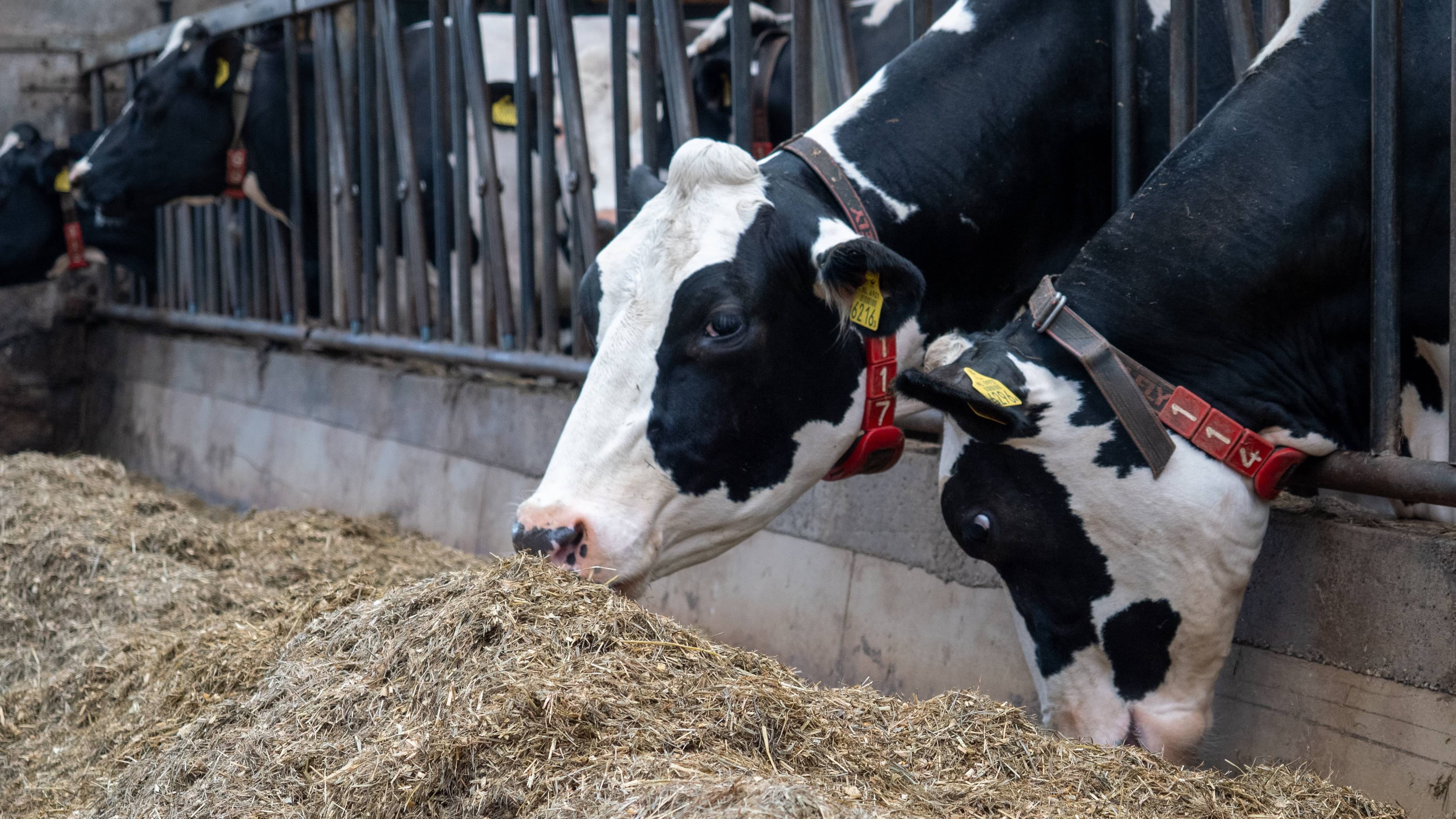 26896/R_Cows_Michiel Eberwijn.jpg