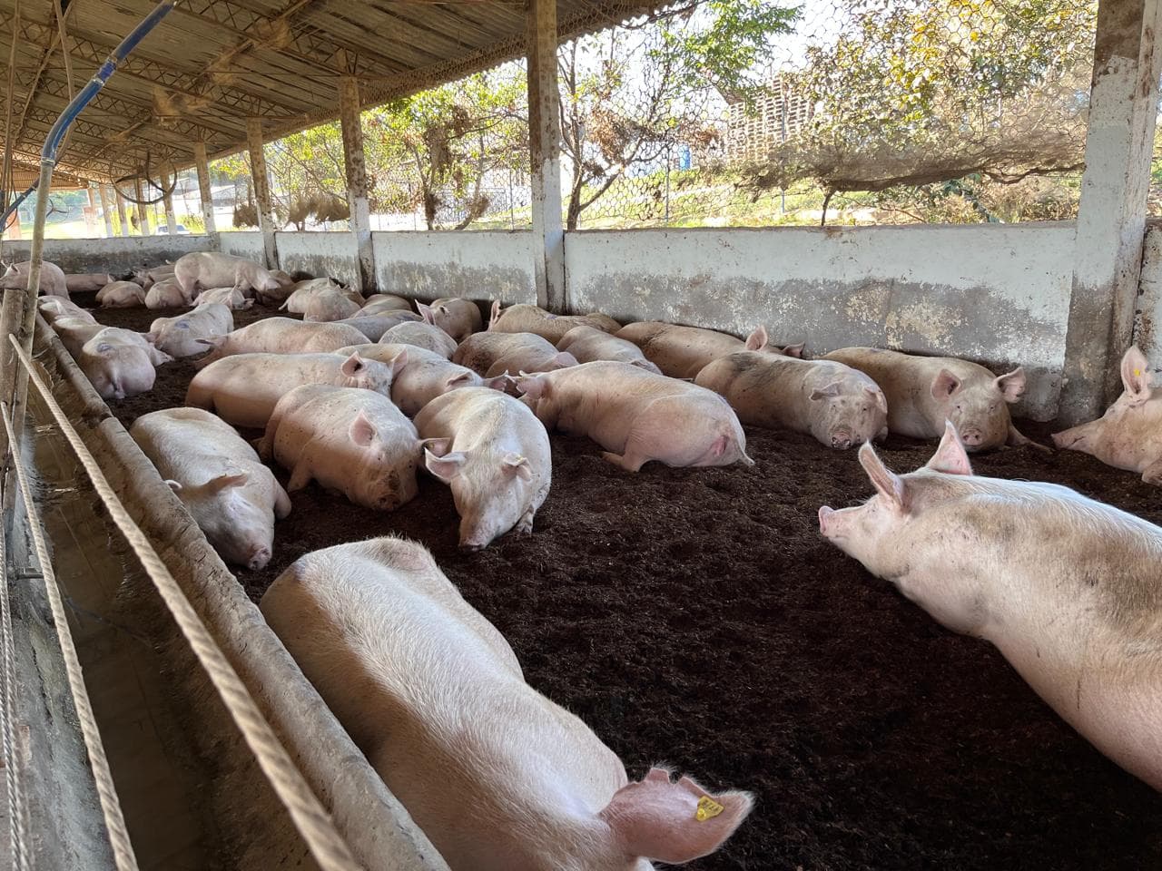 26844/Pigs take some rest in Indaiatuba city, Brazil - Photo - Daniel Azevedo Duarte.jpeg